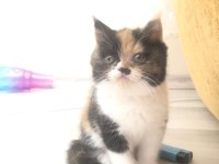 İran kedisi yavrularımızın yeni ailesi olmak ister misin