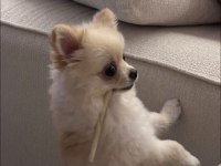 Pomeranian Teddy Bear