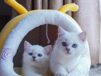 British Shorthair Cinsi Yavruları