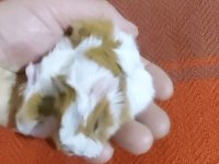 Her Zaman Ginepig Yavrular Bulunur