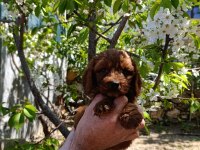 Red brown toy poodle yavrularımız