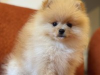 Üst Düzey Ayı Surat Erkek Pomeranian Boo