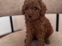 A Kalite Toy Poodle Yeni Ailesini Bekliyor