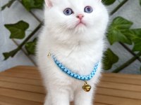 Kar beyazı dişi ve erkek british shorthair