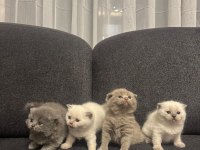 2 british 2 scottish