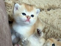 Goldenların Sarısı British