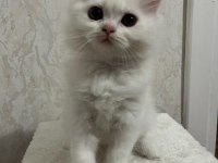 A Kalite Scottish Ve British Yavrular