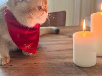 British Shorthair Golden Point