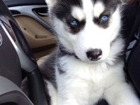 Husky mavişler can yakıyor
