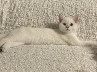 4 Aylık Blue Point British Shorthair