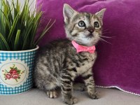 Ücretsiz olarak kedimizi sahiplendirme