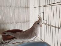 Yeni Yeme Düşmüş Yavru Sultan Papağanları