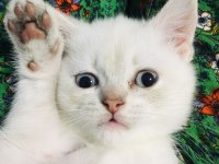 2 Aylık British Yavrumuza Yuva