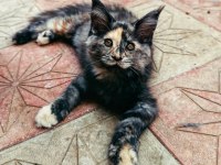 Maine coon yavruları