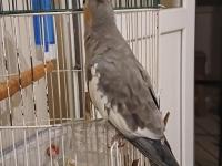 Sultan Papağanı Erkek