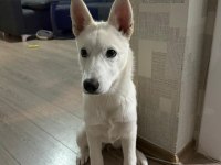 Oyuncu beyaz yavru husky