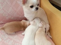 Chihuahua yavrular 45 günlük