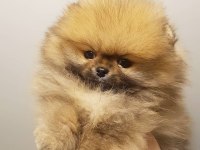 Teddy bear pomeranian yavruları