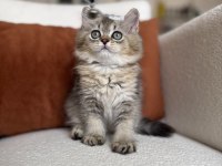 Mükemmel kalite golden ny25 british longhair