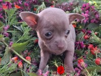 Teacup dişi chihuahua bebekler