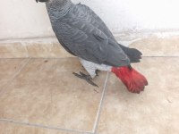 Yavru Jako Papağanı