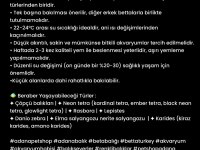 Rengarenk Grand Betta Balıkları Adana