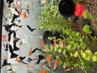 Safkan Albino Full Red Moscow Blue Lepistes