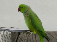 Artist Pakistan Papağanımız Yeni Sahibini Bekliyor