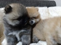 Şampiyon Babadan Erkek Dişi Pomeranian Yavrular
