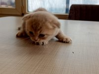 British Shorthair Bebeklerimiz Yeni Ailelerine Hazırlar