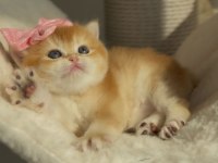 Kedimiz İçin Açıklamayı Tamamen Okumadan Aramayın Lütfen