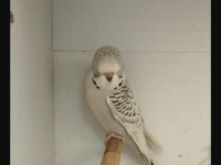 Yerli-Jumbo Kırığı-Show Jumbo Muhabbet Kuşlar