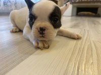 Maskeli Tek Maskeli French Bulldog