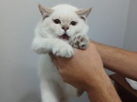 Britsh shorthair kedimiz