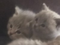 British Shorthair 3 Yavrumuza Yeni Yuva Arıyoruz
