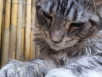 Maine Coon Türk - Mco Cattery