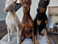 Her renk doberman mevcut