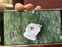 Erkek Beş Aylık Yavru Pomernaian Tüm Aşıları Yapıldı Oyuncu Sevecen