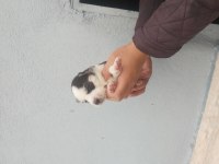 Orjinal Ve Kaliteli Sibirya Husky Yavrular