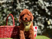 Safkan Toy Poodle Köpeği