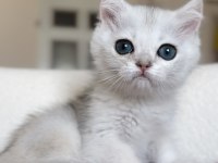 Mükemmel kalite silver kedimiz