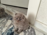 Scottish Fold Lilac Erkek