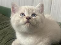 2.5 Aylık Dişi Özel Seri Kedimiz