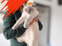 Blue point dişi kedimiz