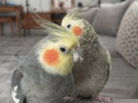 Yavrulu yumurtalı sultan papağanı takımlar