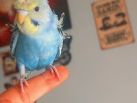 Ful Evcil Japones Yavru Muhabbet Kuşu