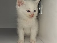 British Shorthair Patiler