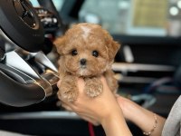 Orjinal Maltipoo Yavruları