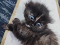 Scottish fold longhair