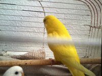 Takım Muhabbet Kuşumuz